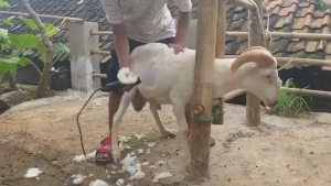 BaoRun PRO S1 Alat Mesin Cukur kambing Bulu domba garut listrik elektrik hewan anjing kucing