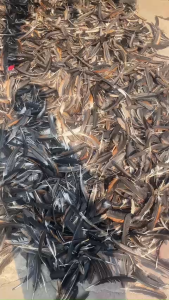 Lông gà trống thông điếu loại đẹp set 100 chiếc