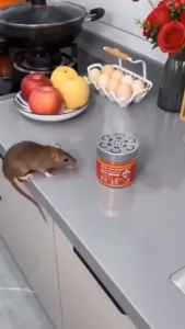 BUY 1 GET 1 Rat Repellent for Home 120g Mouse Repeller Repellent Cream Rodent Repellent Powerful XC
