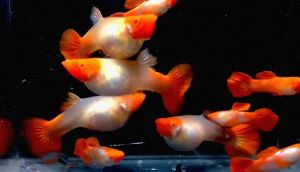 HIGH GRADE ALBINO RED KOI GUPPY PAIRS LINE/GUPPY FISH/GOT POLYSTRENE BOX/DELIVER TIME：MONTUESWED