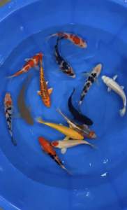 JAPAN KOI LOCAL BREED 6/7.5” HIGH GRADE 12pcs SUPER GOOD WEALTH COMBO at 1528 only + shipping 50 + MANY GIFTS