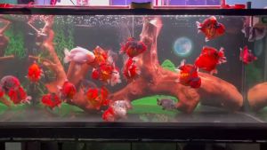 Yucca C hấp thụ khí độc làm sạch nước bổ sung Vitamin C tăng đề kháng cá lớn nhanh gói 100G