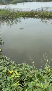 HYPROMAG UNIVERSAL Umpan segala Jenis Ikan Air Tawar