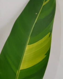 Tanaman Hias Heliconia Varigata Asli / Pisang Varigata Cantik Banget