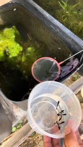 Aquarium Fish Net Fish Tank Shallow Mesh Net Artemia Sieves Long Handle Super Dense Mesh Fish Net For Daphnia&Guppy etc.