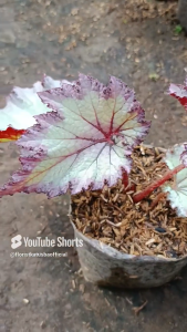 tanaman hias begonia pink beauty tanaman daun berwarna