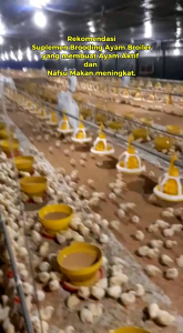 Vitamin Ayam - Obat Ayam Broiler - Vitamin Brooding - Formula Edan