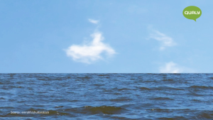 Clownfish Cotton Bud กล่องเก็บคอตตอนบัด สำลี ดีไซน์ ปลาการ์ตูน Qualy (ควอลี่)