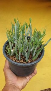 ต้นไม้อวบน้ำ กุหลาบหิน ไผ่ญี่ปุ่น ซิเนซิโอ เดสโคอิงซิอาย (Senecio descoingsii) - ราคา 350 เมตร - ต้นไม้มันใจ