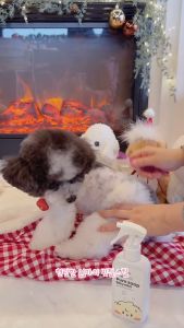 [Junglemonster] สเปรย์น้ำหอมบำรุงขนและผิว สำหรับสัตว์ Pure Soap Silky Mist For Dogs & Cat_Moisturizing