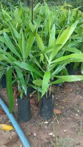 คอนแคนหรือค้อนหมาขาว หรือต้นค้อนหมาขาว แพ๊ค2ต้น169 บาท พร้อมปลูก