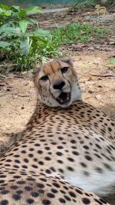 Zoo Negara - Adopt our Flash