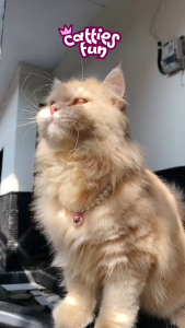 [PEARL BELL] Kalung Kucing Mutiara Lonceng Kalung Hewan