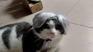 วิกผมสังเคราะห์สําหรับสัตว์เลี้ยงสูง สำหรับสัตว์เลี้ยงสุนัขแมว ศูนย์ สัตว์เลี้ยงแมว