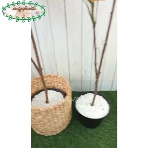 Pohon Daun Willow Variasi Warna Merah & Hijau X2 Semi latex Cover Eceng Gondok Dekorasi Aesthetic Apartment