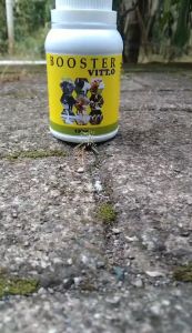 Vitamin Untuk Kambing Domba Agar Cepat Gemuk dan Besar: Obat Nafsu Makan Kambing Dan Domba