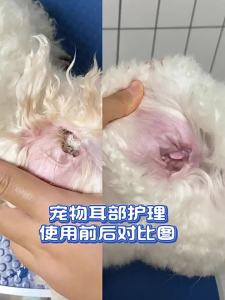 Bột Tai Không Đau Cho Thú Cưng