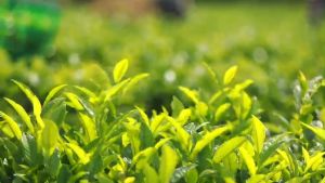 Trà móc câu trà búp lưu gia thái nguyên bcalivinghcm hương vị đậm đà cánh trà to nhất trong các loại trà thái