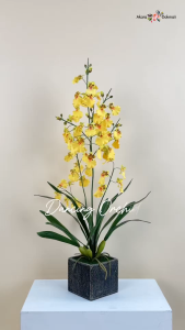 Akara Dokmaii กล้วยไม้ตุ๊กตาเริงระบำ Dancing Orchid กระถางกล้วยไม้ปลอม