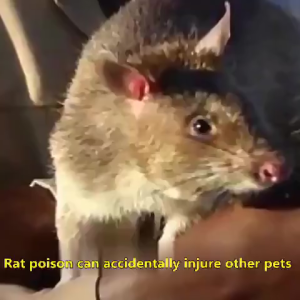 100%Expel Insects Rats And Ants Mothballs Household Strong Rats Repellent Ball Paling Berkesan Penghalau Tikus Racun