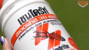 Chaindrite เชนไดร้ท์ สเตดฟาส 30 เอสซี น้ำยากำจัดปลวก ยาฆ่าปลวกแบบเข้มข้น ผสมน้ำ 60 เท่า เชนไดร์ท สเตดฟาส 30 เอส ซี ขนาด 5 ลิตร ผสมน้ำ ราดพื้นดิน