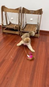 [4 in 1] Cat Toys Cat Collar Teaser Stick Feather Teaser Toys For Cats Kitten Kucing Mainan Kucing Murah