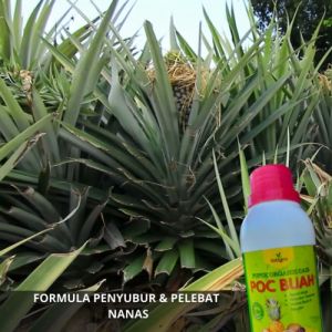 Pupuk Nanas Booster Obat Pembesar Buah Nanas / Pupuk Cair Untuk Tanaman Nanas / Pupuk Buah Nanas