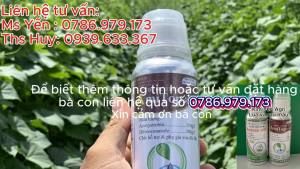 Chăm sóc đốm lá sương mai thán thư thối trái trên rau màu khổ qua bầu bí dưa chuột dưa leo phóng đọt mập đọt không nóng