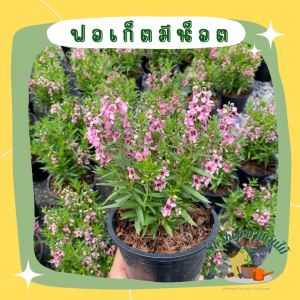 ต้น ฟอร์เก็ตมีน็อต Forget me not ต้นแวววิเชียร กระถาง6นิ้ว มี2-3สีใน1กระถาง แวววิเชียร /เทียนญี่ปุ่น