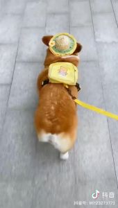 【Meoof】【JB Ready Stock】 Dog Cat Bamboo- copter Pet Hat 宠物猫狗竹蜻蜓帽子
