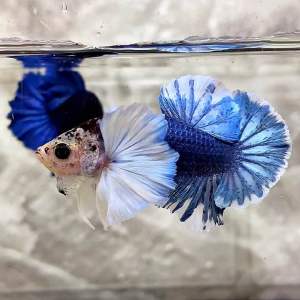 Bahanan plakat dumboear blue butterfly