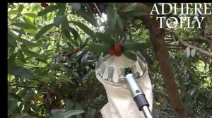 Metal Fruit Picker Fabric Pengait Buah Gardening Tools Fruit Tree Picking Tool Outdoor Kait Buah