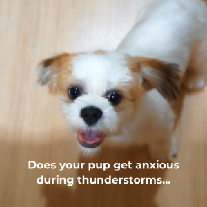 [SG Seller] Komu Weighted Anti-Anxiety Dog Blanket - Comforts | Soothes | Thunder | Stress | Loud Noises | Triggers