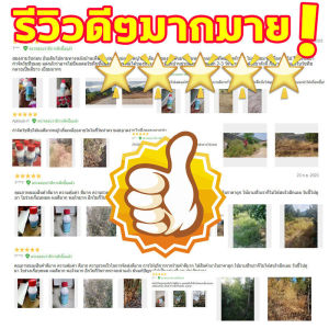 เป็น 1ตัวหยดฆ้าต้นไม้ตาย ยาฆ่าต้นไม้ใหญ ยาฆ่าตอต้นไม้ ฆ่าต้นไม้ ทุกชนิด 10 กิโล 20 กิโล ราก และ ยาฆ่า ยากำจัด ต้นไม้ ไม่ทำร้าย ดินสาร สำหรับการเครื่องดื่มและการติดตามเกิดครั้ง