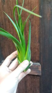 Tillandsia Paucifolia /空气凤梨- 紅女王頭/ 空气草- 紅女王頭