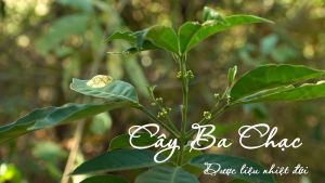 Cây ba chạc nguyên bản (cây giống to)