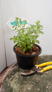 ต้นหญ้าหวาน ถุงหรือกระถาง 5.5นิ้ว