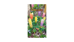 Kemasan Original | Benih Biji Bunga Lupin Mix | Lupine Flower