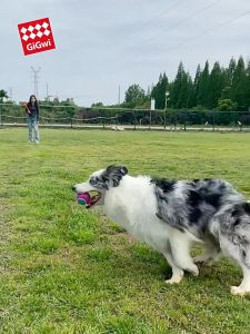 GiGwi Ball Launcher - Gậy ném bóng xa và nhanh cho chó chơi ngoài trời (kèm 1 quả tennis) - Đen Ta pet shop