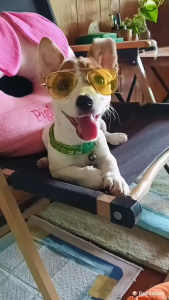 แว่นตาหมาแมว ทรงกลม-ทรงนักบิน ขนาด 8-9cm มีสายรัด | แฟชั่นสัตว์เลี้ยง ชิวาวา ปอม แมว ลูกหมา