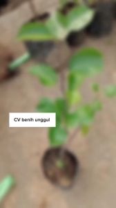 Bibit Buah Pir Super Hasil Cangkok