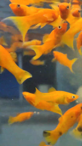 🧡 Orange Molly Lyretail – Premium Fancy Molly Fish 🧡