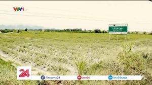 CÀ GAI LEO TUỆ LINH lọ 60 viên - Giúp bảo vệ và phục hồi tế bào gan tăng cường chức năng giải độc của gan giảm men gan