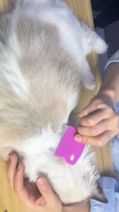 Serit Sisir Sikat Kutu Hewan Kucing Anjing Burung Kelinci