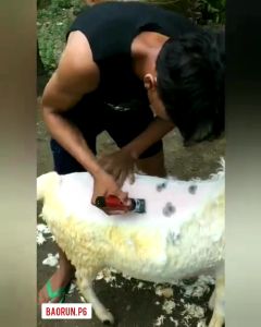 COD BaoRun PRO Mesin alat Cukur Elektrik Bulu Hewan domba kucing Anjing Grooming Rechargeable - P9