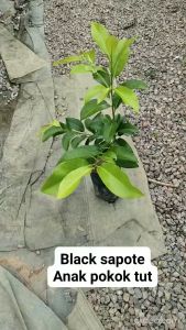 NO COD Anak Pokok Black Sapote (Chocolate Pudding Fruit)