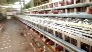 Moxacol Forte Mensana 100 Gram Amoxiciline Anti Bakteri Pada Ayam Unggas