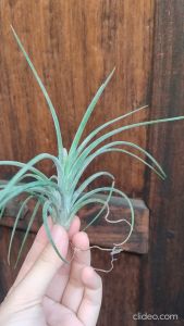 Tillandsia Humbug (Open form) Ionantha x Paucifolia/ 空气凤梨- 紅女王頭  x 精灵/ 空气草 - 紅女王頭  x 精灵