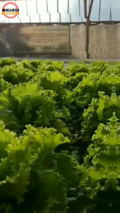 250 benih selada keriting hijau bibit tanaman sayuran hidroponik