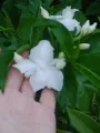 Scented Pandakaki,, stable. 